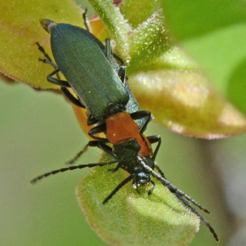 Réf. 300 413 : Ischnomera xanthoderes